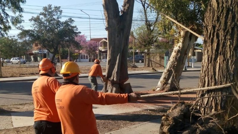 Limpieza y poda de árboles en inmediaciones de la Maternidad