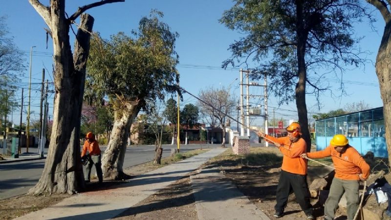 Limpieza y poda de árboles en inmediaciones de la Maternidad