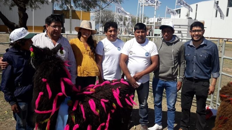 Negrita y Amancay, los campeones del concurso de camélidos