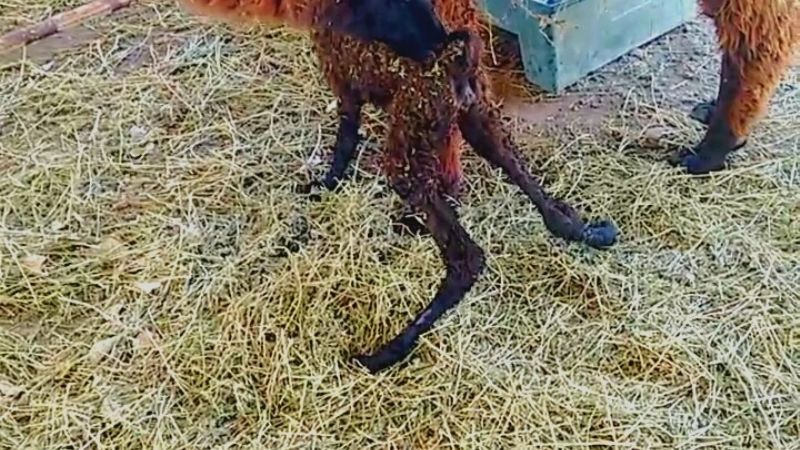 Nació una “llamita” en la Expo Productiva