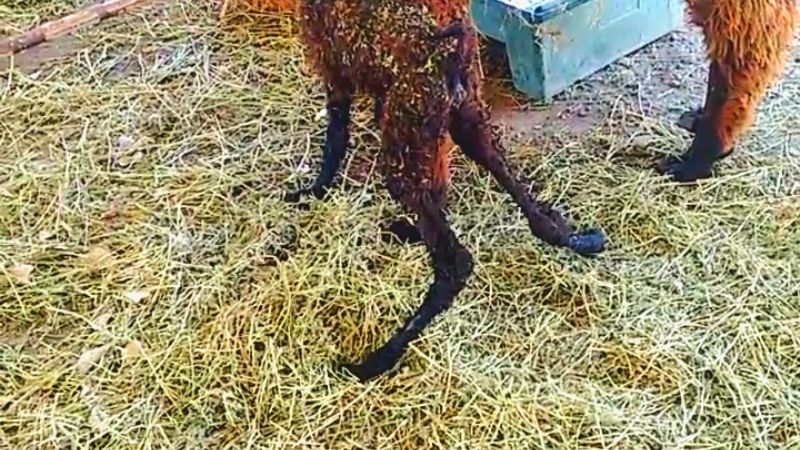 Nació una “llamita” en la Expo Productiva