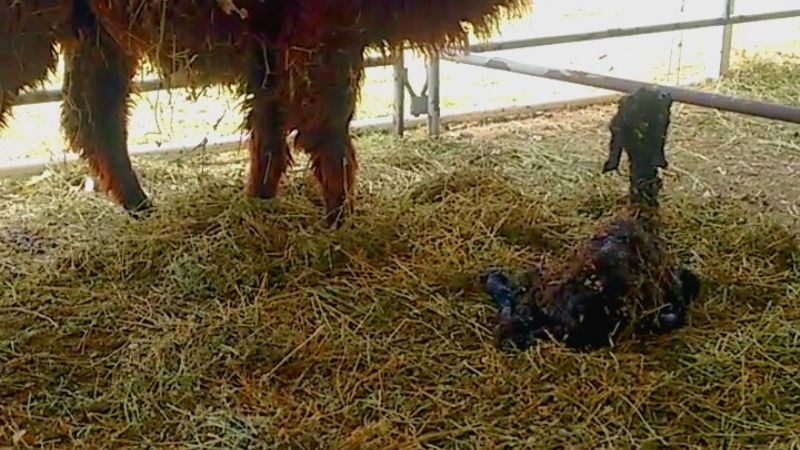 Nació una “llamita” en la Expo Productiva