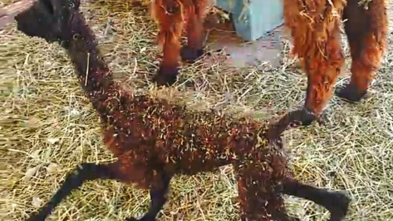 Nació una “llamita” en la Expo Productiva