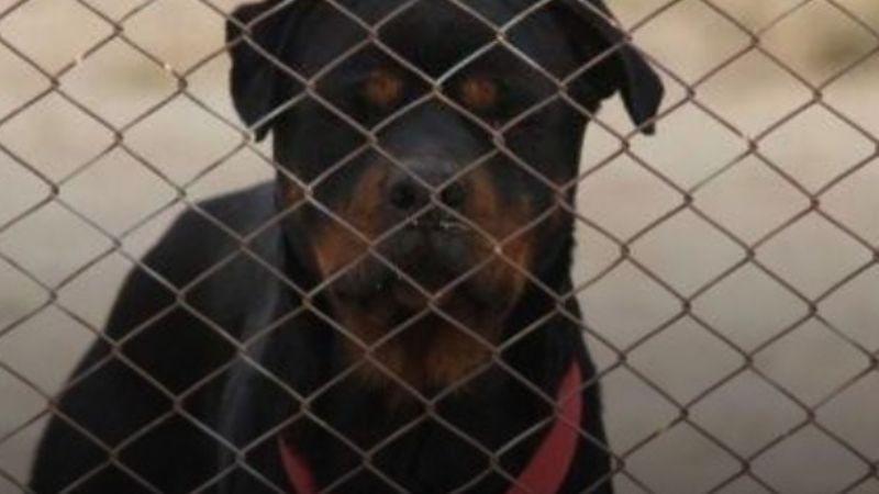 Dramático: dos perros mataron a un niño de un año en Río Segundo