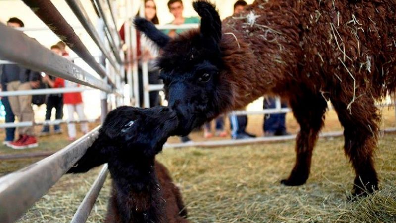 Concurso "Ponele nombre a la llamita que nació en la Expo Productiva"