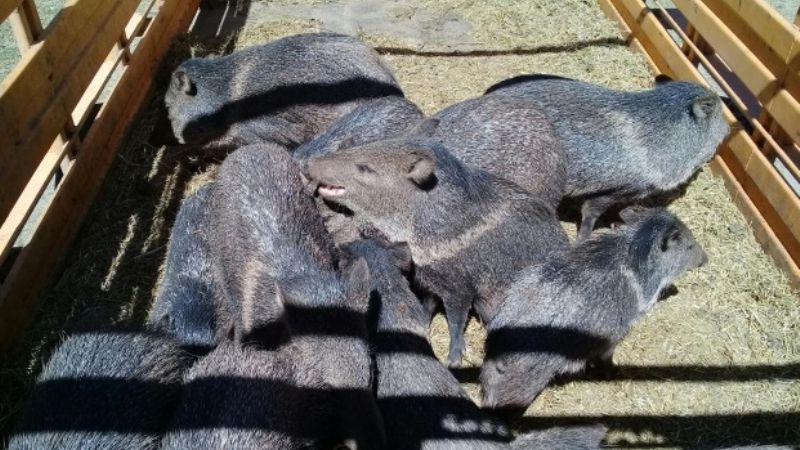 Liberaron animales silvestres en su habitad natural