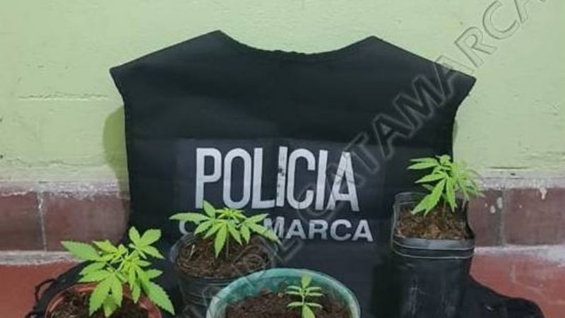 Secuestran plantines de marihuana en Capayán