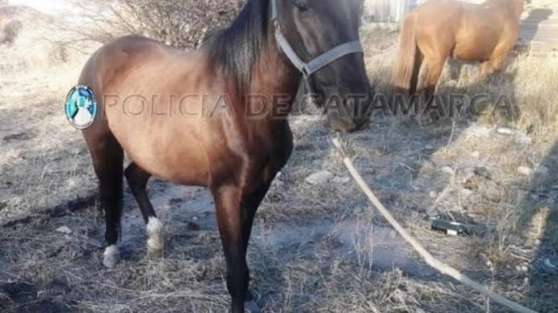 Secuestran animales sueltos