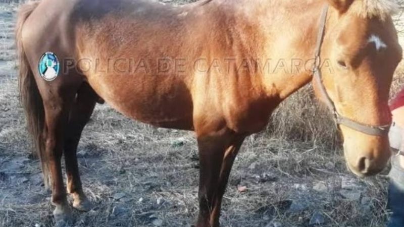 Secuestran animales sueltos