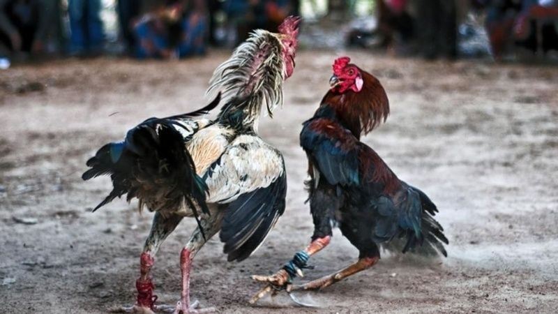 Secuestran 11 gallos de riña en Valle Viejo
