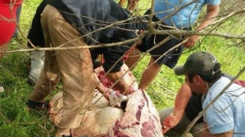 Volcó camión con ganado y carnearon vacas en la calle