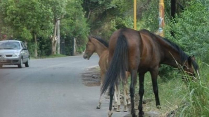 Secuestran animales sueltos en la ruta 4
