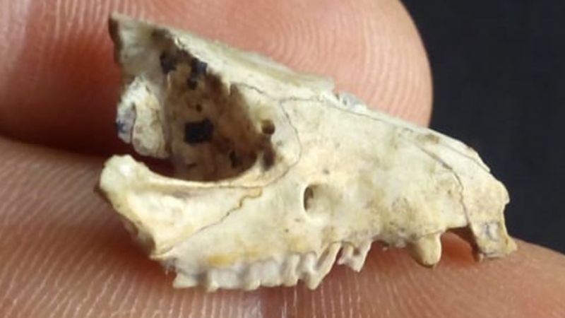 Descubren el cráneo de un marsupial fósil