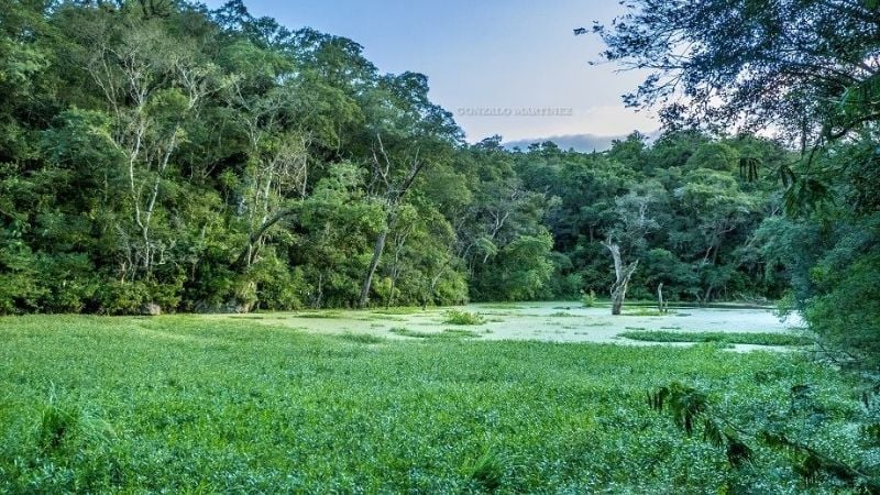 ¿Selva en Catamarca?