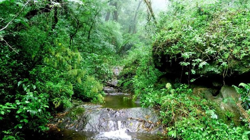 ¿Selva en Catamarca?
