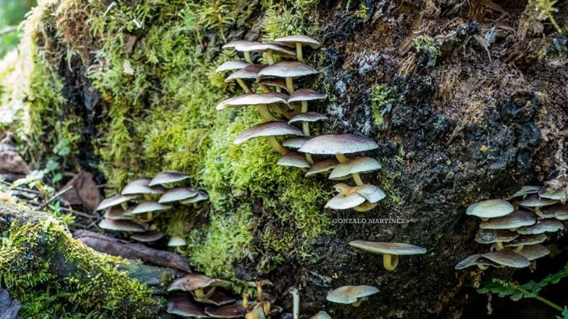 ¿Selva en Catamarca?