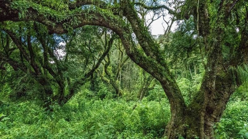 ¿Selva en Catamarca?