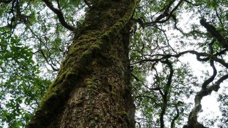 ¿Selva en Catamarca?