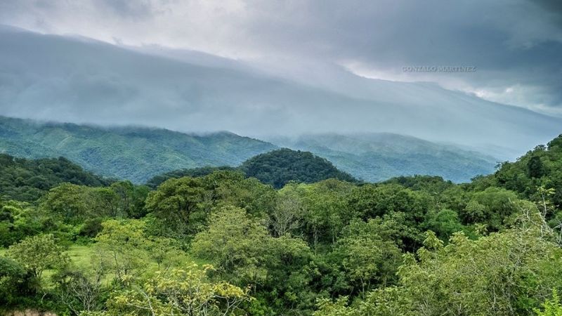 ¿Selva en Catamarca?