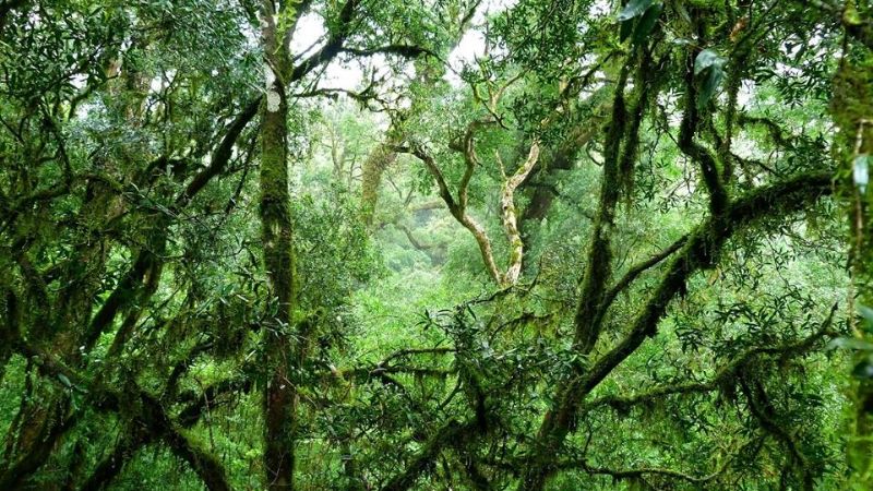 ¿Selva en Catamarca?