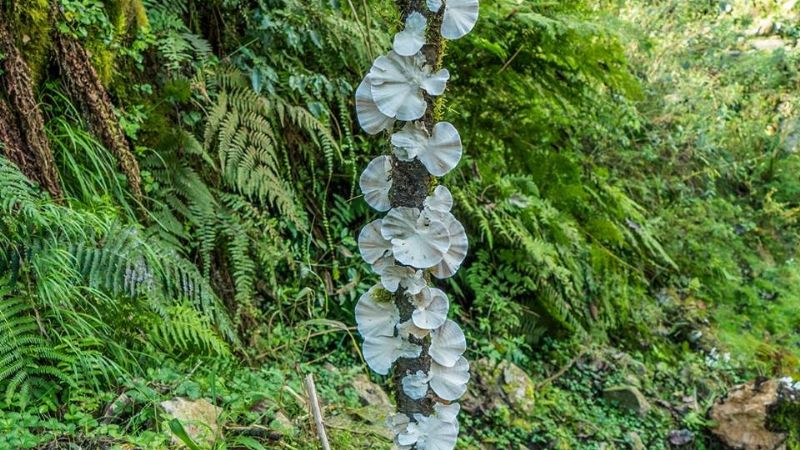 ¿Selva en Catamarca?