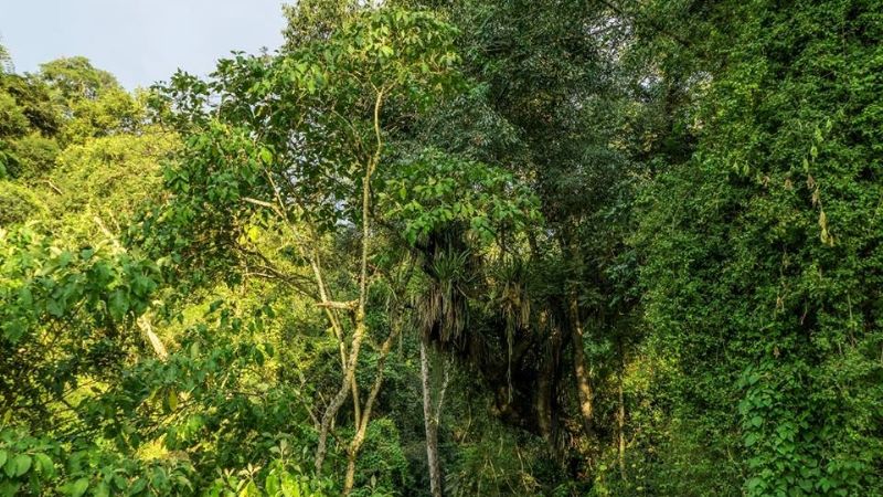¿Selva en Catamarca?