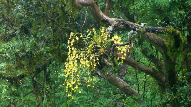 ¿Selva en Catamarca?