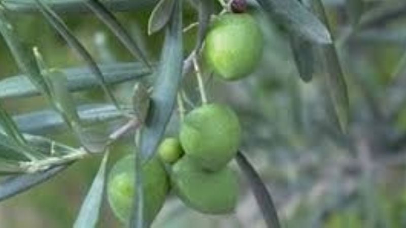 Más despidos en el sector rural