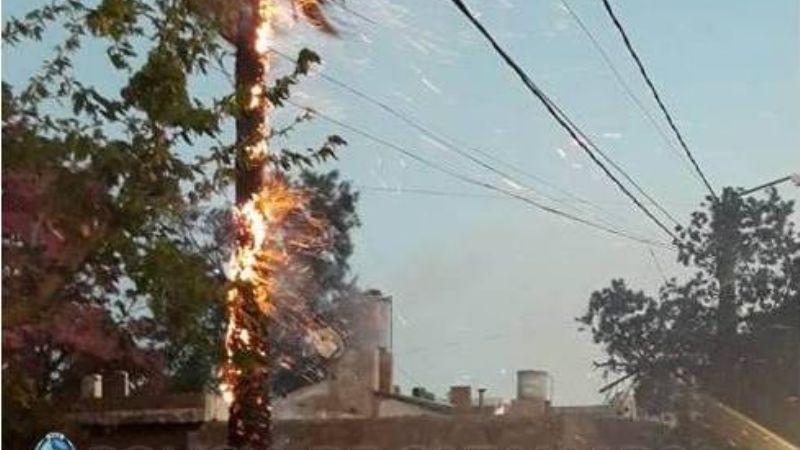 Se prendió fuego una palmera