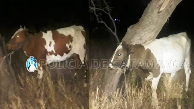 Secuestran animales sueltos en Valle Viejo y Ambato