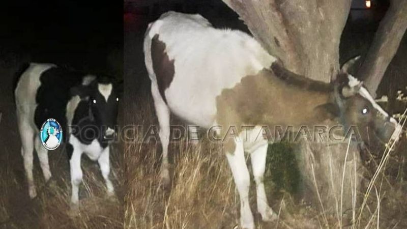 Secuestran animales sueltos en Valle Viejo y Ambato