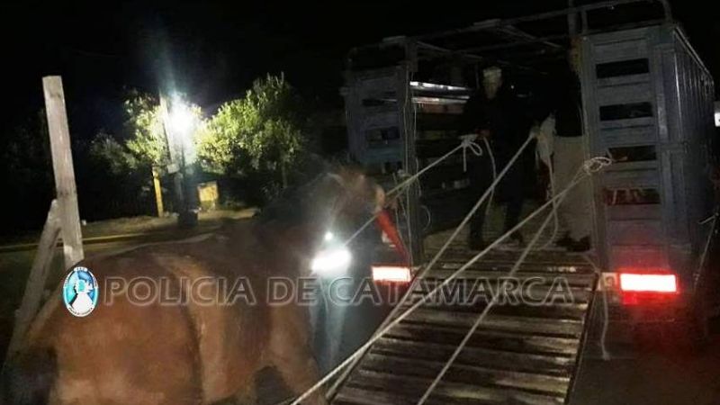 Secuestran animales sueltos en Valle Viejo y Ambato