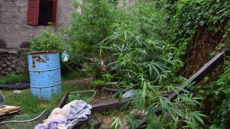Secuestran plantas de marihuana de gran tamaño en una casa del Eva Perón