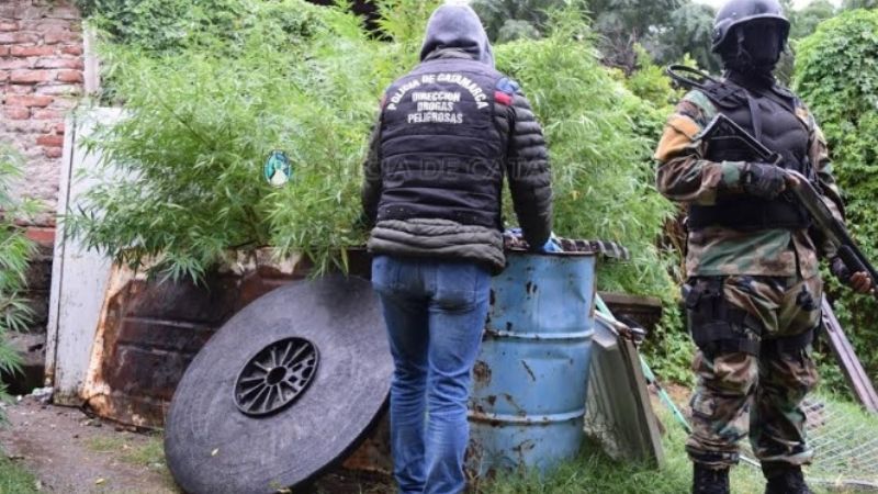 Secuestran plantas de marihuana de gran tamaño en una casa del Eva Perón