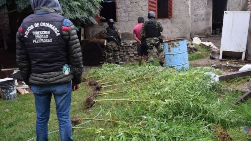 Secuestran plantas de marihuana de gran tamaño en una casa del Eva Perón