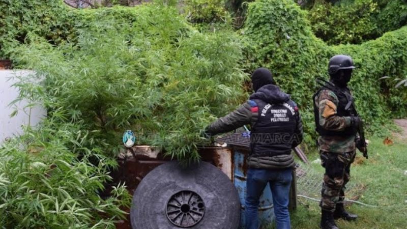 Secuestran plantas de marihuana de gran tamaño en una casa del Eva Perón