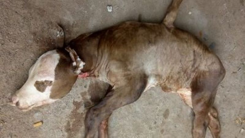 Nació un ternero con 5 patas