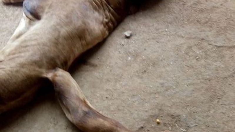 Nació un ternero con 5 patas