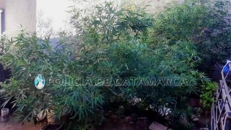 Incautan 10 plantas de marihuana en el norte de la Capital