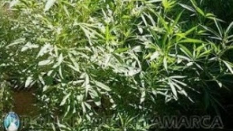 Incautan 10 plantas de marihuana en el norte de la Capital