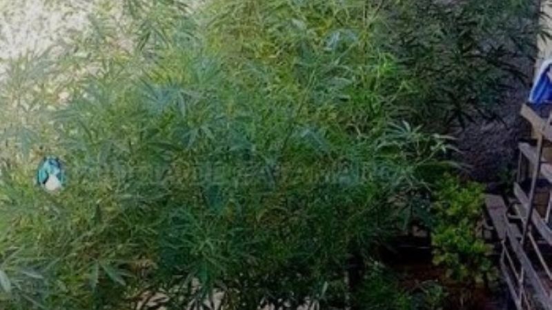 Incautan 10 plantas de marihuana en el norte de la Capital