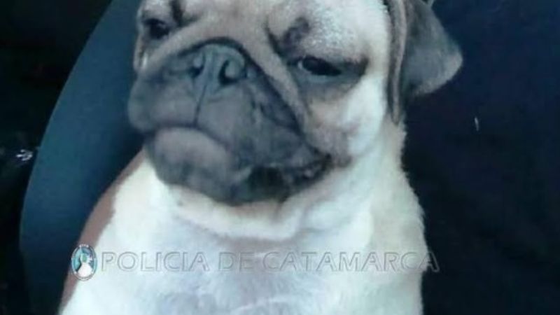 En un allanamiento encuentran un perro de raza que fue robado