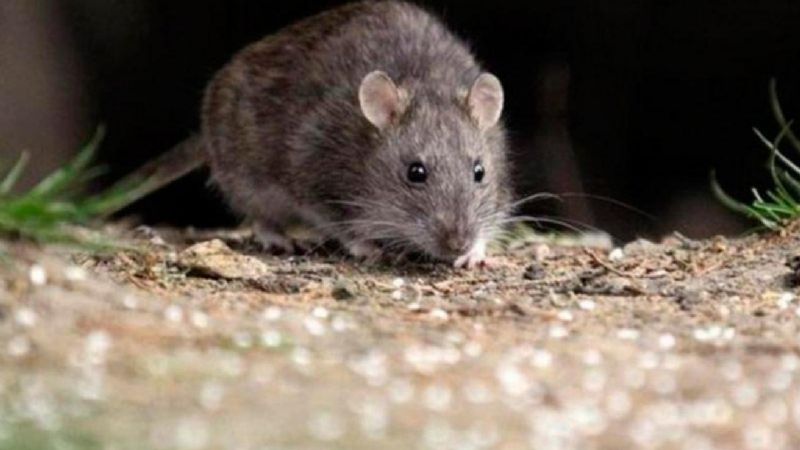 Recomendaciones para prevenir el hantavirus