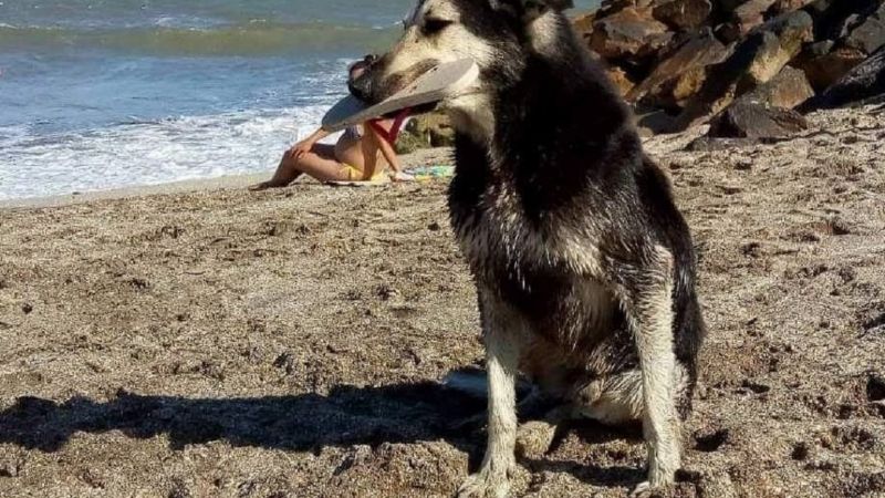 El perro que roba ojotas y corazones en la playa