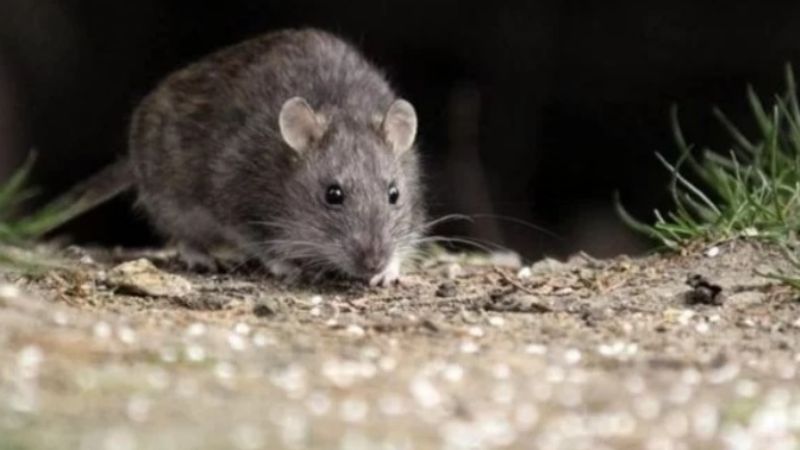 Detectan un nuevo caso de hantavirus en Jujuy