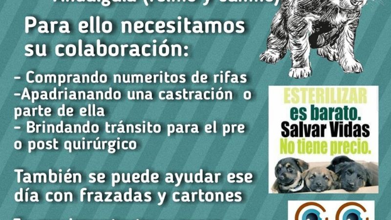 Segunda campaña de castración en Andalgalá