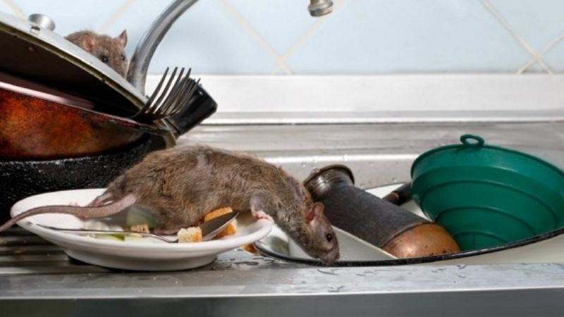 ¿Cómo prevenir el Hanta Virus?