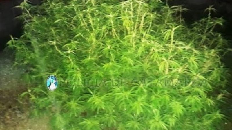 Buscaban elementos robados y encontraron plantas de marihuana