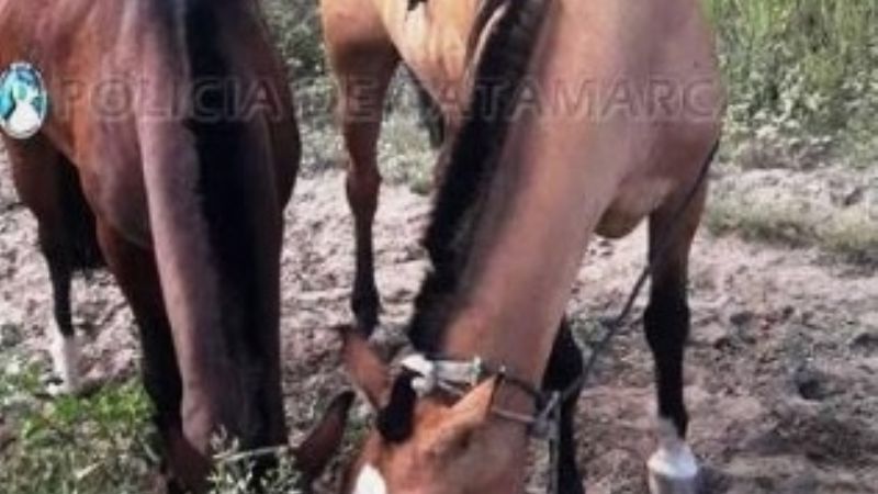 Recuperan dos caballos