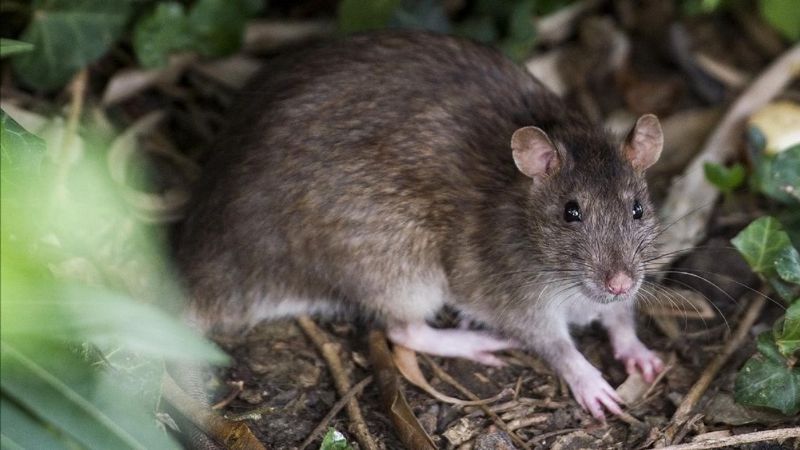 Murió un hombre por hantavirus en Gualeguaychú